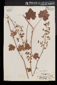 Heuchera americana image