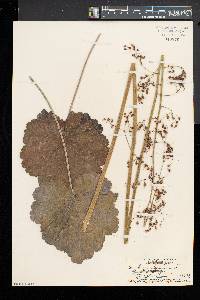 Heuchera americana image