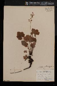 Heuchera americana image