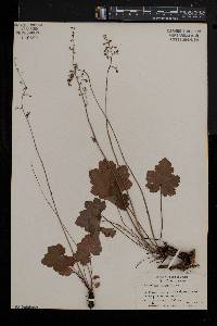 Heuchera americana image