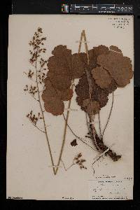 Heuchera americana image