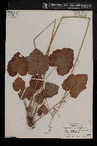 Heuchera americana image