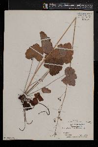 Heuchera americana image