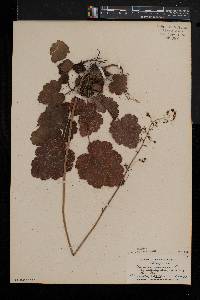 Heuchera americana image