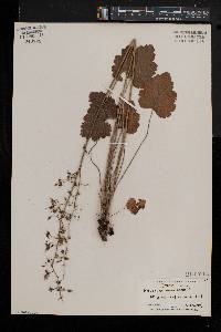 Heuchera americana image