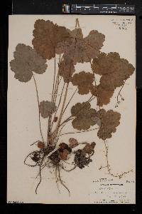 Heuchera americana image