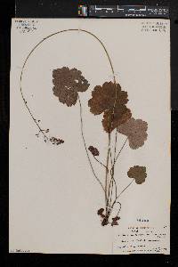 Heuchera americana image