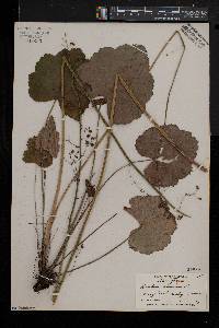 Heuchera americana image