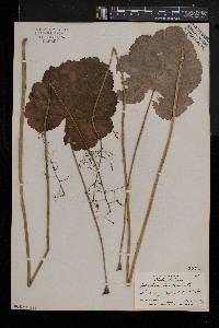 Heuchera americana image