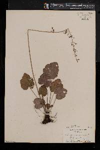 Heuchera americana image