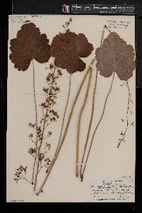 Heuchera americana image