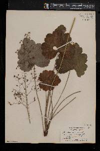 Heuchera americana image