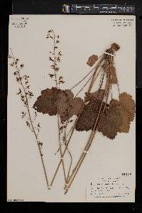 Heuchera americana image