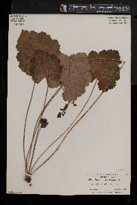 Heuchera americana image