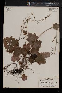 Heuchera americana image