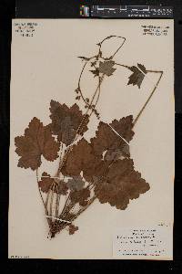 Heuchera americana image