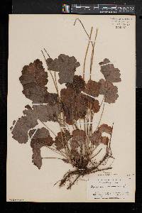 Heuchera americana image