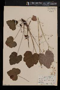 Heuchera americana image