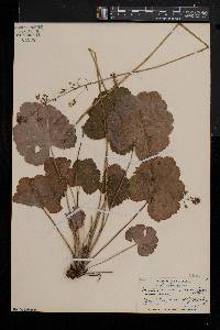 Heuchera americana image