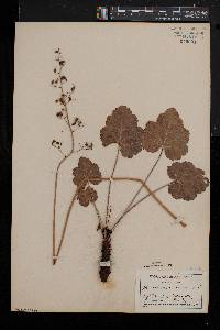 Heuchera americana image