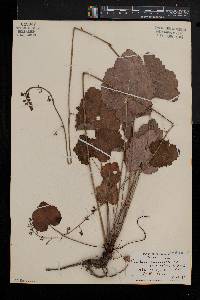 Heuchera americana image