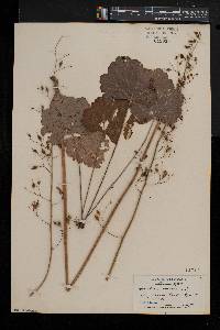 Heuchera americana image