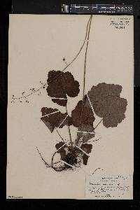 Heuchera americana image