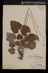 Heuchera americana image