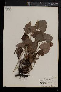 Heuchera americana image