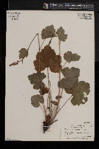 Heuchera americana image