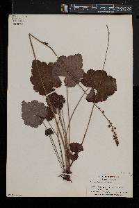 Heuchera americana image