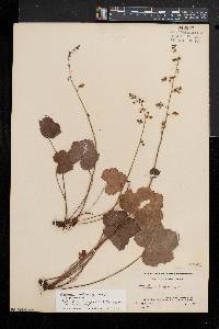 Heuchera pubescens image