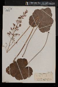 Heuchera americana image