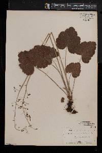 Heuchera americana image