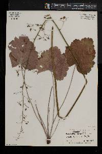 Heuchera americana image