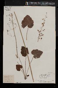 Heuchera americana image