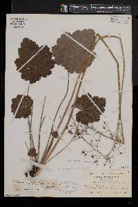 Heuchera americana image