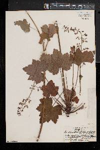 Heuchera pubescens image