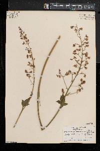 Heuchera pubescens image