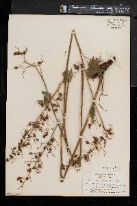 Heuchera pubescens image