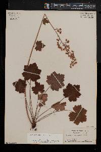 Heuchera americana image