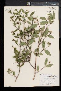 Philadelphus inodorus image