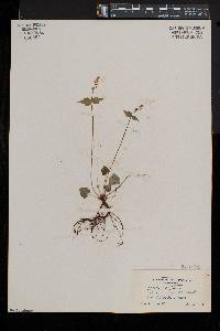 Mitella diphylla image