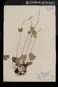 Mitella diphylla image