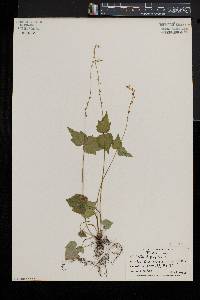 Mitella diphylla image