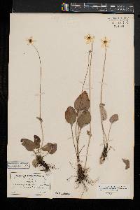 Parnassia glauca image