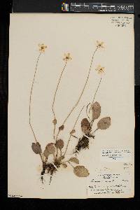 Parnassia glauca image