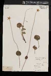 Parnassia glauca image