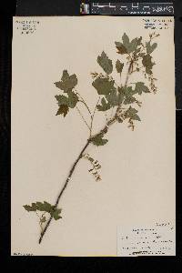 Ribes americanum image