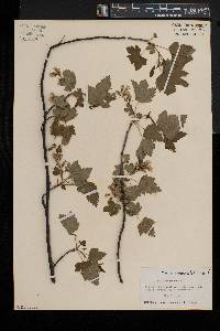 Ribes americanum image